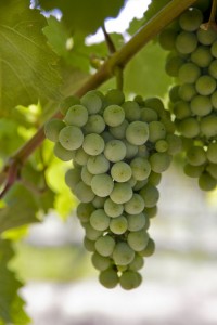 Washington is among the top Riesling producers in the world.