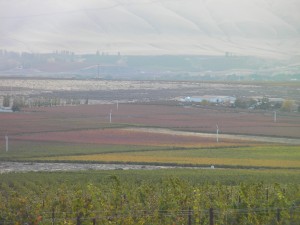 Frost damage on Red Mountain in October 2009