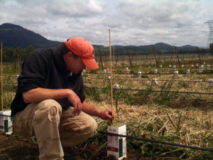 Greg Fries, winemaker for his family's Duck Pond Cellars, checks on young plantings at Coles Valley Vineyard near Sutherlin, Ore., in 2012. (Photo courtesy of Duck Pond Cellars).