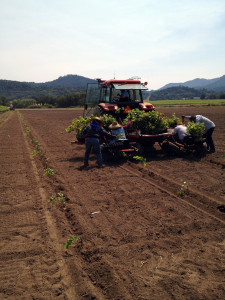 Duck Pond Cellars crew plants the last section of Coles Valley Vineyard in 2012. (Photo courtesy of Duck Pond Cellars).