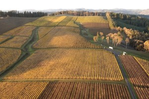 Hyland Vineyard in Oregon