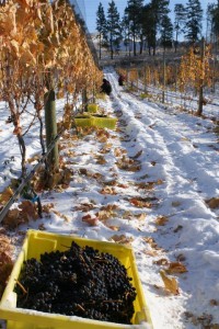 British Columbia ice wine harvest