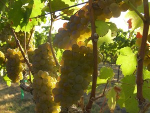 Ripe chardonnay grapes in Washington's Yakima Valley.