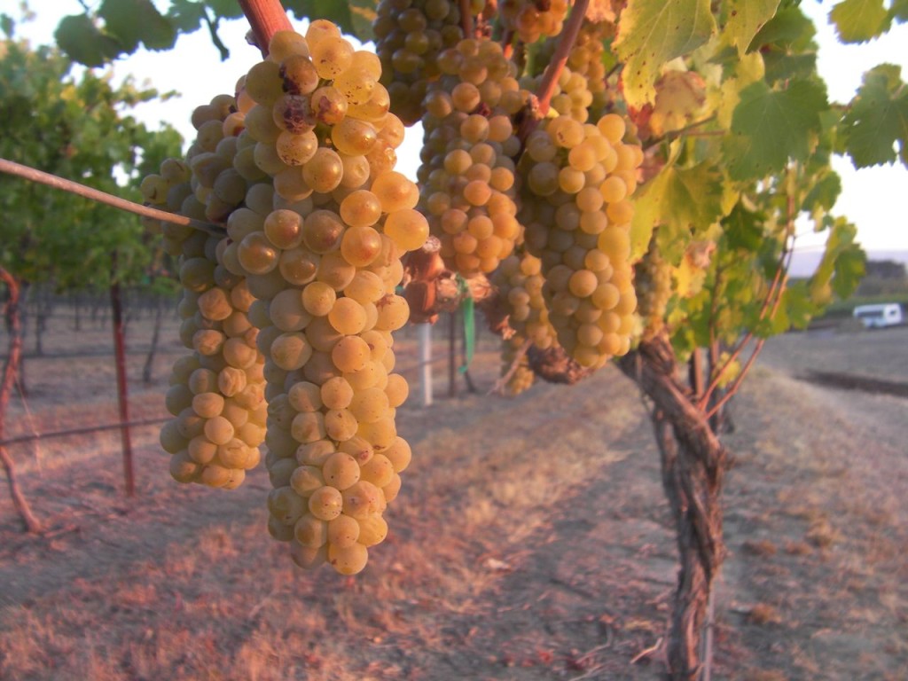 Washington wine harvest