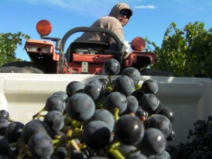 Washington wine grape harvest