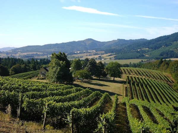 David Hill Vineyards and Winery in Forest Grove, Ore., features some of the oldest plantings in the Willamette Valley. (Photo courtesy of Jason Bull)