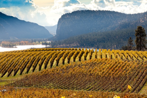 McIntyre Bluff north of Oliver overlooks some of the most important vineyards in British Columbia. (Photo courtesy of the BC Wine Institute)