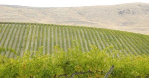 Yakima Valley Wine Competition