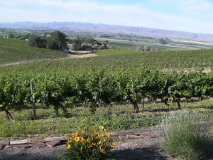 Bitner Vineyards on the Sunny Slope near Caldwell, Idaho, has been supplying Chardonnay to Snake River Valley winemakers for four decades.