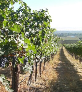Yakima Valley wine grapes.