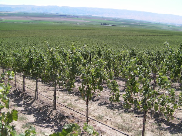StoneTree Vineyard on the Wahluke Slope east of Mattawa, Wash., features sandy loam soils with wind-blown loess, a product of the Ice Age Floods that reached as high as 1,450 feet in elevation. This photo, taken from the top of StoneTree, is at 1,250 feet elevation.