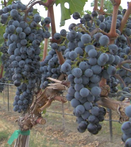 Red wine grapes await harvest on Washington state's Red Mountain.