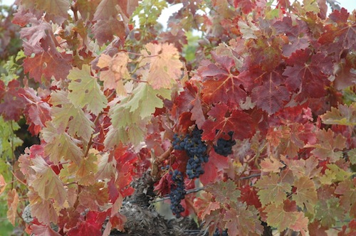 Red Willow Vineyard is in Washington's Yakima Valley.