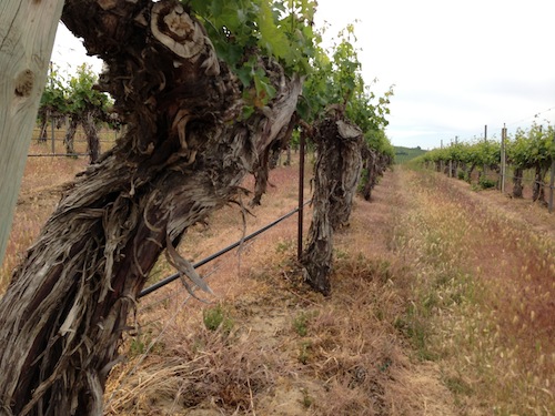 Old vine riesling at Sagemoor Vineyards in Washington state.