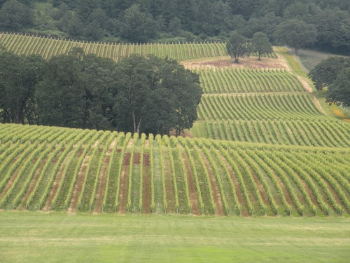 Stoller Vineyards is in the Dundee Hills of Oregon's Willamette Valley.