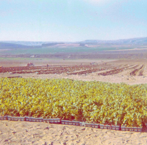 Cold Creek Vineyard was planted in 1973.