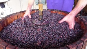 Pinot Noir is processed during 2013 crush for a Nouveau-style wine at Brandborg Winery & Vineyard in Elkton, Ore.