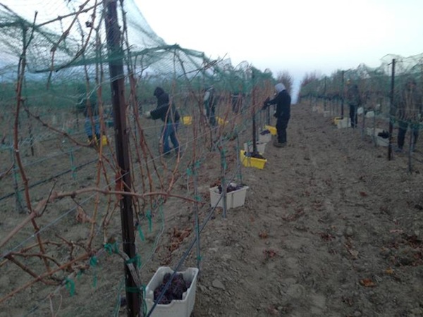 Lawrence Vineyard, the estate vineyard for Gard Vintners in Royal City, Wash., harvested Pinot Gris for ice wine on Monday, Dec. 9, 2013.
