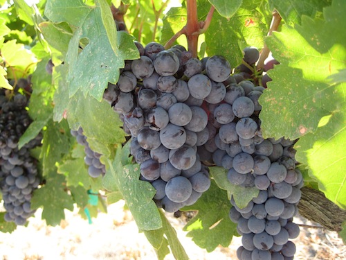 Zinfandel and Primitivo are genetically related.