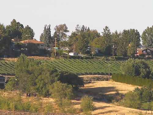 Washington Chardonnay was first planted on Harrison Hill near Sunnyside, Washington.