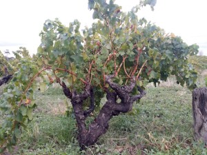 Marcus Rafanelli visited this ancient Shiraz vine while traveling in Australia.