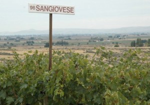 Sangiovese is a minor wine grape variety in Washington state.