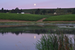 St. Jory Vineyard in Salem, Ore., an estate site for Duck Pond Cellars, features a restored wetland that provides habitat for rainbow trout and migratory birds.