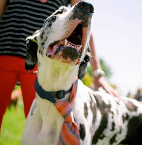 The second annual Best in Show Dog Show at Balboa Winery in Walla Walla, Wash.,on Saturday, June 14, serves as a fundraiser for the Blue Mountain Humane Society.