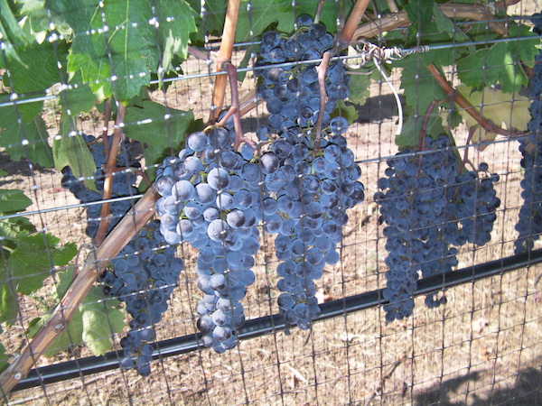 Bordeaux varieties such as Cabernet Franc and Petit Verdot commanded some of the highest prices per ton in British Columbia during the 2013 vintage.
