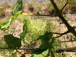 Clusters bloom at Woodward Canyon Winery's estate vineyard in the northern Walla Walla Valley.
