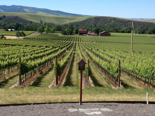The Chan family's Yellow Bird Vineyard, with the iconic red barn of Walla Walla Vintners in the background, are part of the Mill Creek region in the Walla Walla Valley.