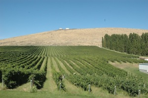 Bill Powers planted Badger Mountain Vineyard in Kennewick, Washington.