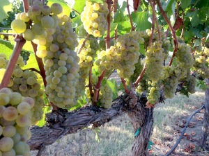 Washington winemakers are picking Chardonnay grapes right now.