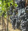 Cabernet Sauvignon in Quintessence Vineyard on Red Mountain