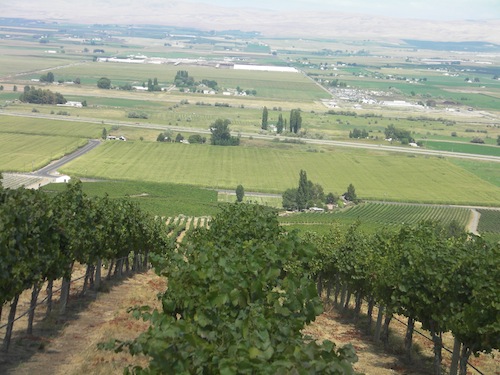 vines atop Snipes Mountain in Washington's Yakima Valley.