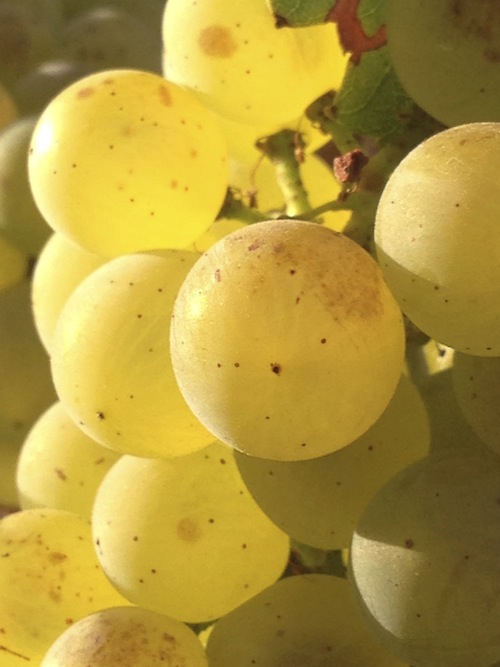 Chardonnay grapes in Kestrel Vineyard.