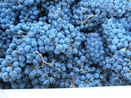 Grapes at Kiona Vineyards & Winery during Washington wine grape harvest