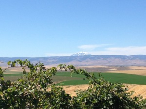 Mount Adams is visible from Red Willow Vineyard.