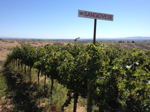 Sangiovese, planted in 1996, ripens at Red Willow Vineyard in the western edge of the Yakima Valley.