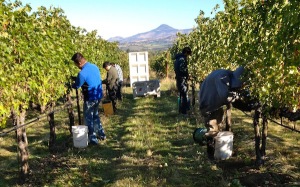 Trium Wines in Talent, Ore., picks Cabernet Sauvignon from Pheasant Hill Vineyard on Friday, Oct. 3, 2014.