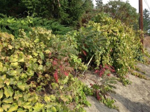 These wild vines are growing on Harrison Hill. They remain a mystery.