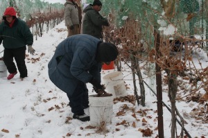 Ice wine harvest takes place in Idaho's Snake River Valley.