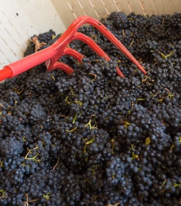 Ripened grapes are transferred in Oregon wine country.