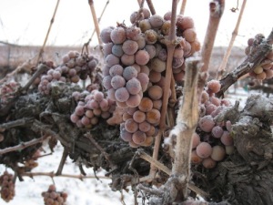 Ice wine harvest in Chateau Ste. Michelle.