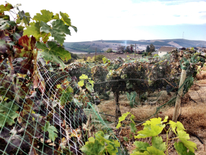 The Newhouse family casts nets over Harrison Hill Vineyard to protect the fruit for DeLille winemaker Chris Upchurch.