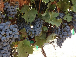 Red wine grapes ripen in Idaho wine country