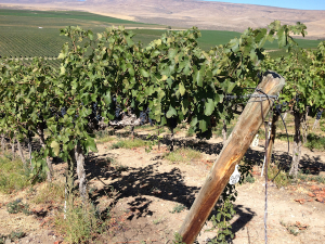 The Sauer family at Red Willow Vineyard allows Owen Roe Winery grapes for the 2014 vintage to mature in the Yakima Valley.