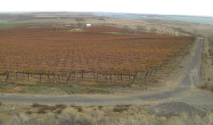 Vines at Canoe Ridge Vineyard harden off in time for winter, but the nearby Columbia River to the south offers some protection from bitter cold temperatures.