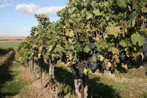 Canoe Ridge Vineyard in the Horse Heaven Hills of Washington first was planted to Merlot and Cabernet Sauvignon in 1989.