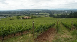 Stoller Family Estates vineyard in Oregon's Dundee Hills.